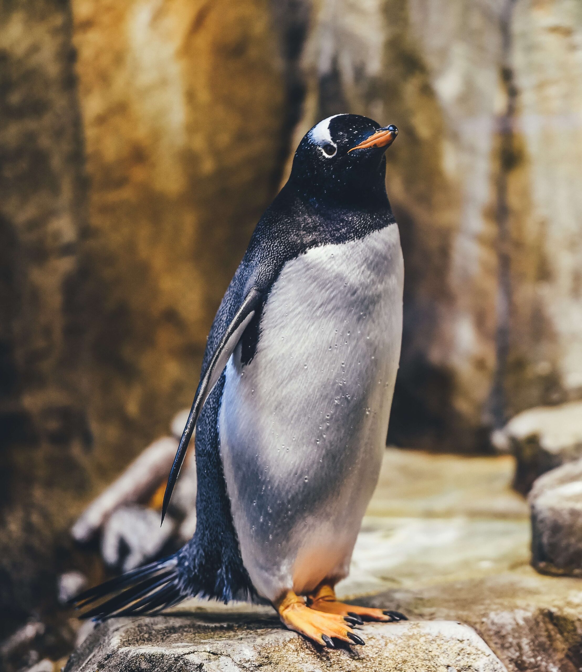 Image of a penguin